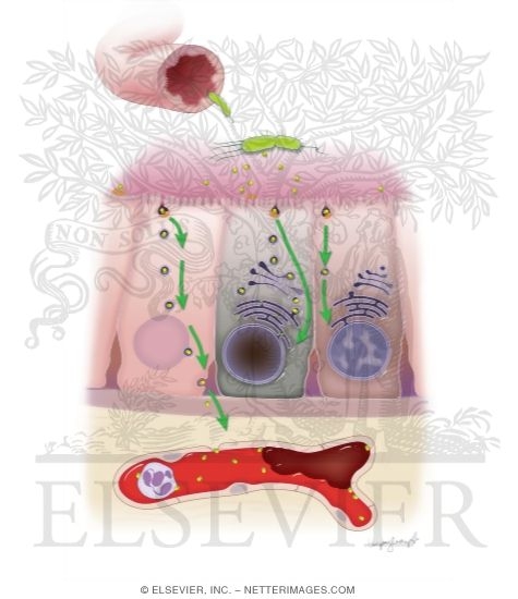 Watermarked preview of unlabeled image: Effects of Shiga Toxin On Enteric Cells and Endothelial Cells