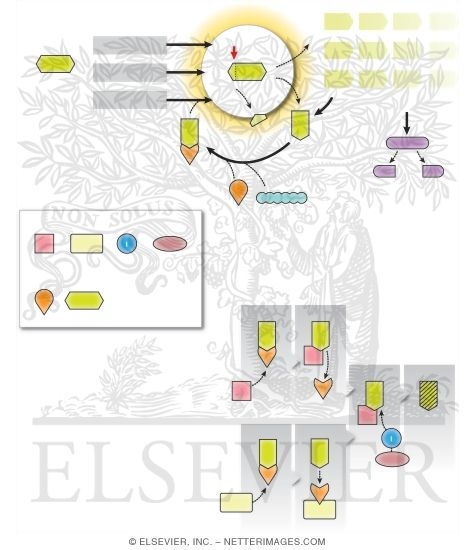 Complement Pathways and Regulatory Proteins