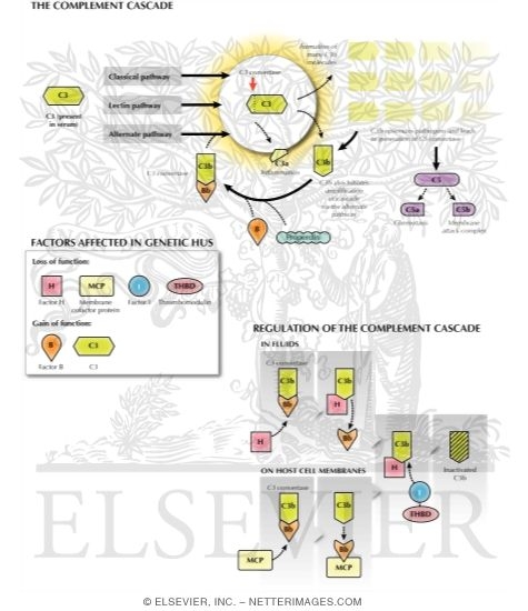 Watermarked preview of labeled image: Complement Pathways and Regulatory Proteins