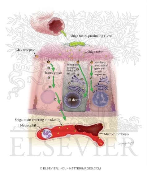 Watermarked preview of labeled image: Effects of Shiga Toxin On Enteric Cells and Endothelial Cells