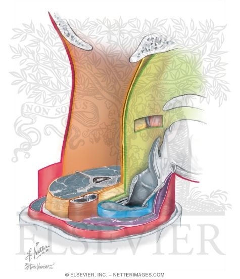 Fascial Spaces Traversing the Length of the Neck
