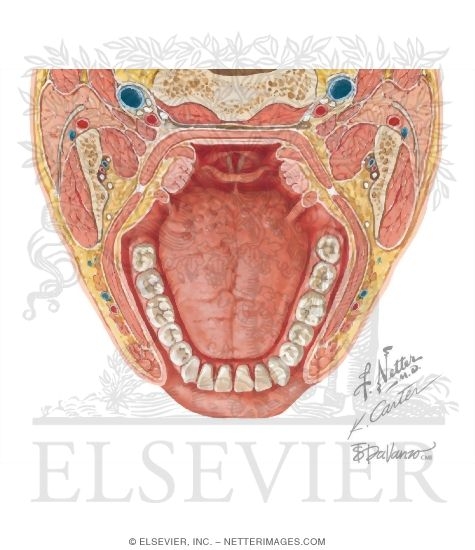 Watermarked preview of unlabeled image: Fascial Spaces