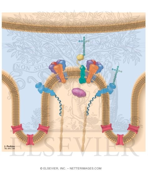 Watermarked preview of unlabeled image: Schematic Diagram of Acetyl Choline Receptor and Other Proteins In the Postsynaptic Membrane of the Neuromuscular Junction