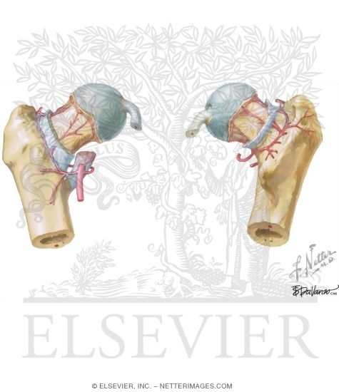 Arteries: Arteries of the Femoral Neck