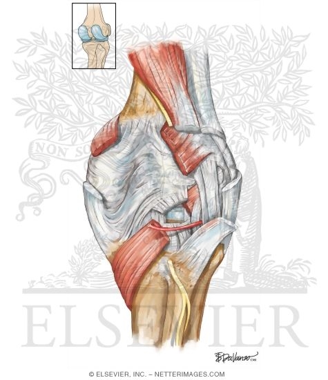 Watermarked preview of unlabeled image: Leg and Knee: Joints