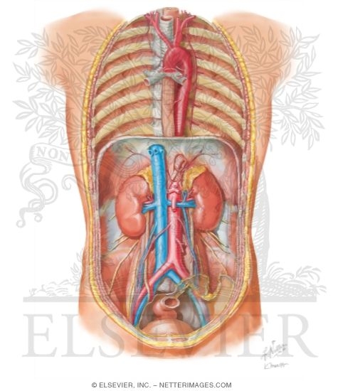 Thoracic And Abdominal Aorta