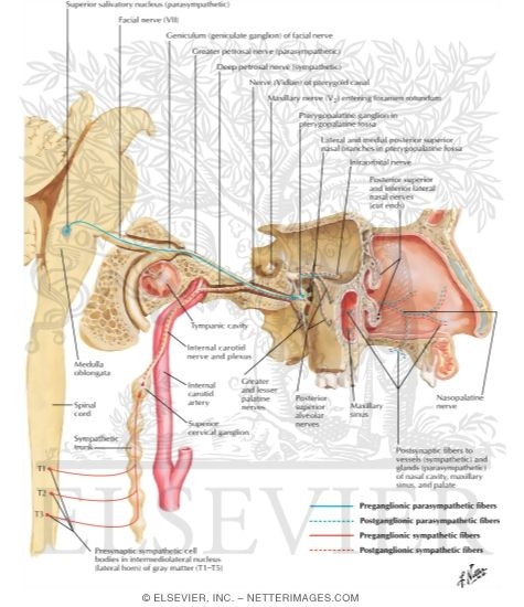 Watermarked preview of labeled image: Autonomic Innervation of Nasal Cavity