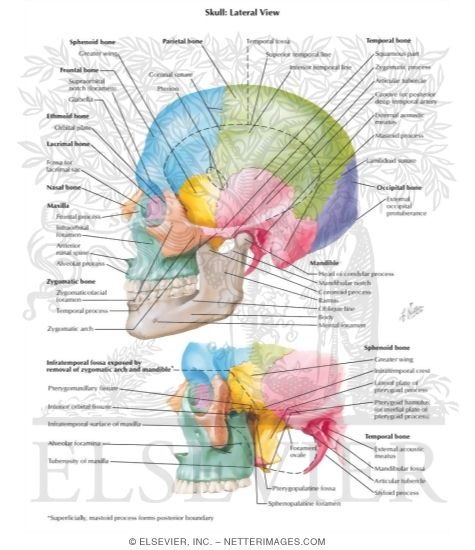 Watermarked preview of labeled image: Lateral Aspect of Skull