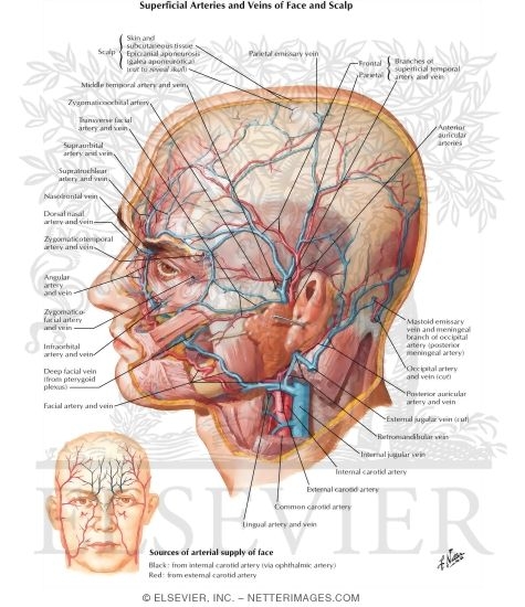 arteries of the face
