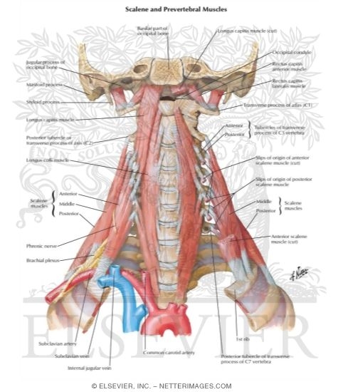 Watermarked preview of labeled image: Scalene and Prevertebral Muscles