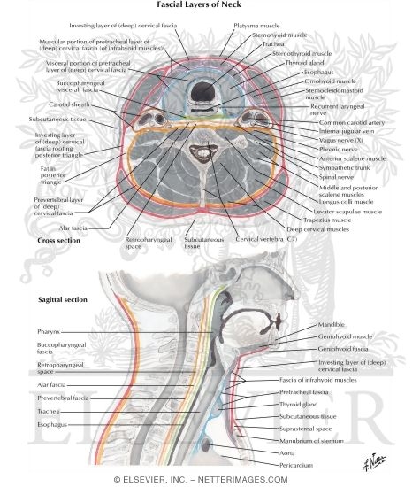Fascial Layers of Neck
