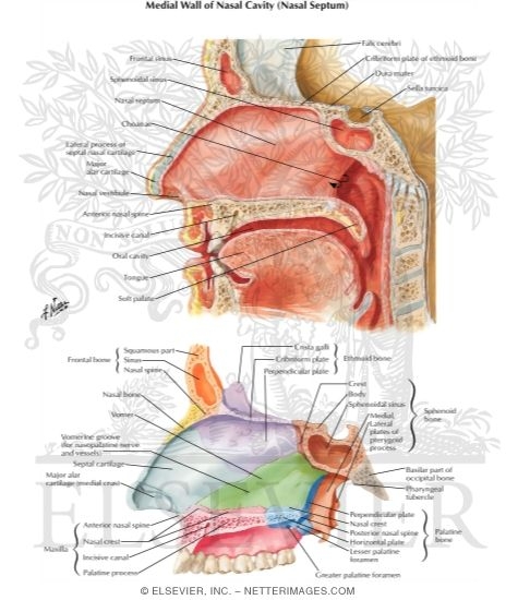 Medial Wall of Nasal Cavity (Nasal Septum)