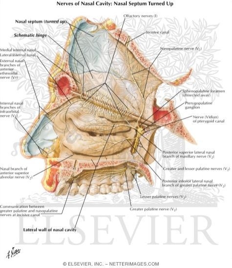 Nerves of Nasal Cavity: Nasal Septum Turned Up