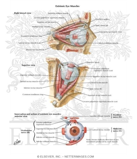Extrinsic Eye Muscles