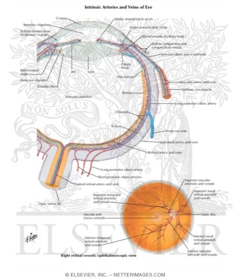 Watermarked preview of labeled image: Intrinsic Arteries and Veins of Eye
