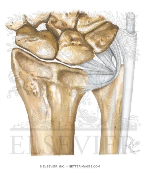 Joints: Triangular Fibrocartilage Complex