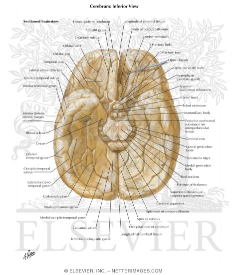 Cerebrum: Inferior View
Inferior Surface of Brain