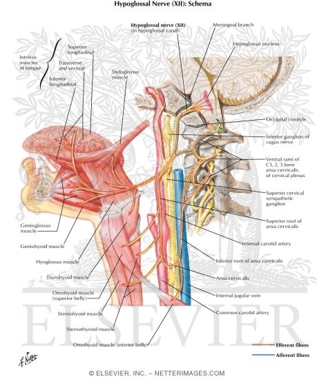 Watermarked preview of labeled image: Hypoglossal (XII) Nerve
Hypoglossal Nerve (XII)
Hypoglossal Nerve (XII): Schema