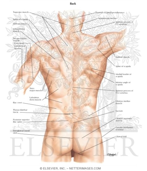 Back: Surface Anatomy