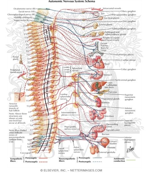 Autonomic Nervous System: Schema Schema of Autonomic Nervous