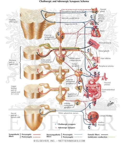 Cholinergic and Adrenergic Synapses: Schema
Cholinergic and Adrenergic Nerves
