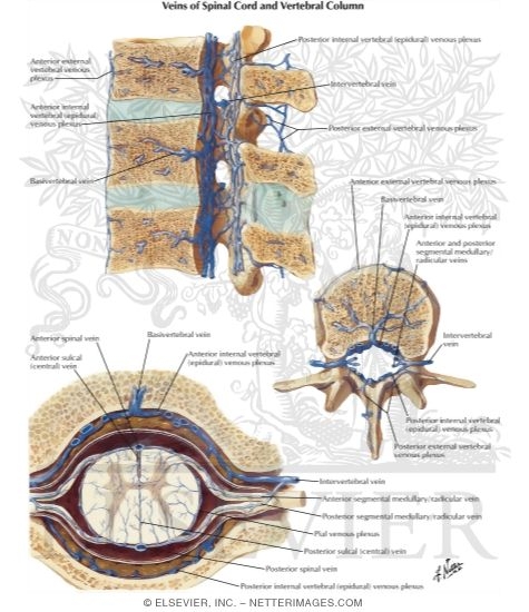 Veins of Spinal Cord and Vertebrae
Veins of Spinal Cord and Vertebral Column
Venous Drainage of Spinal Cord and Vertebral Column