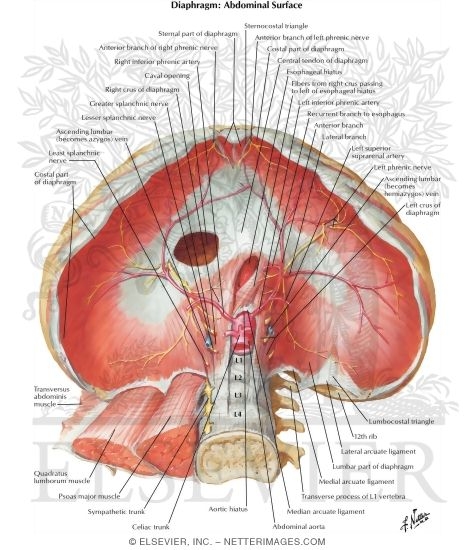 Diaphragm: Abdominal Surface