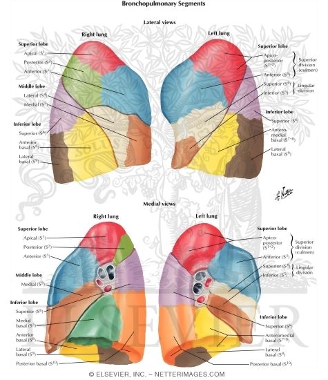 Bronchopulmonary Segments