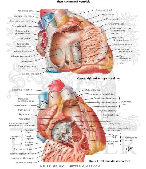 Right Atrium And Right Ventricle,Sims 4 Big Living Room Ideas