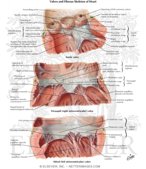 Valves and Fibrous Skeleton of Heart
Valves of Heart
