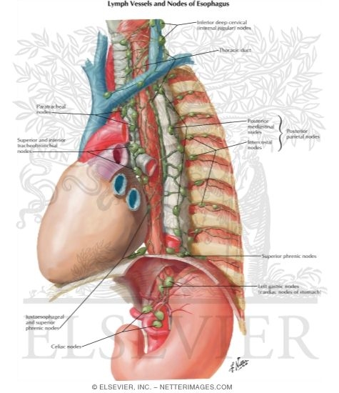 Lymph Vessels and Nodes of Esophagus
Lymphatic Drainage of Esophagus