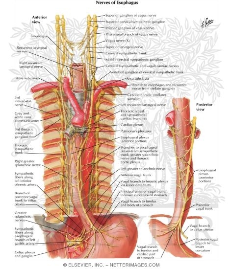 Watermarked preview of labeled image: Innervation of Esophagus