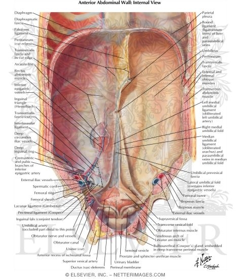 Anterior Abdominal Wall: Internal View
Anterolateral Abdominal Wall