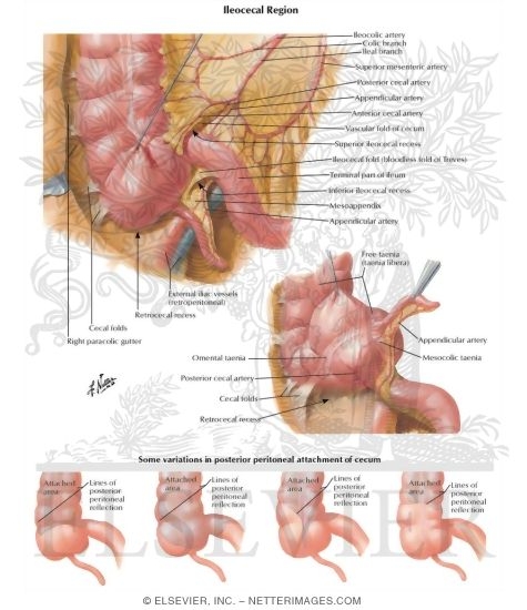 Watermarked preview of labeled image: Ileocecal Region