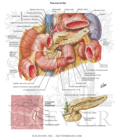 Watermarked preview of labeled image: Pancreas In Situ