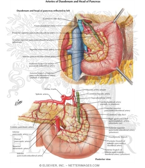 Watermarked preview of labeled image: Arteries of Duodenum and Head of Pancreas