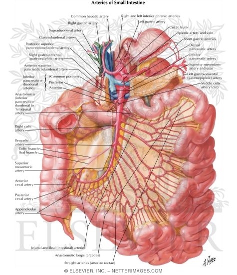 Arteries of Small Intestine
Blood Supply of Small and Large Intestine