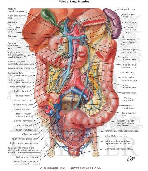 Watermarked preview of labeled image: Veins of Large Intestine
Venous Drainage of Small and Large Intestine