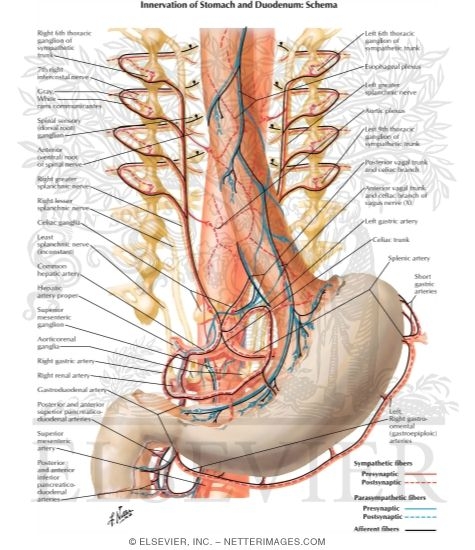 Watermarked preview of labeled image: Innveration of Stomach and Duodenum: Schema