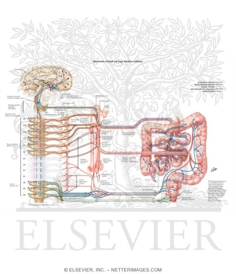 Watermarked preview of labeled image: Autonomic Innervation
Innervation of Small and Large Intestines: Schema
Nerve Supply of Small and Large Intestines