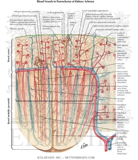 Blood Vessels in Parenchyma of Kidney: Schema
Intrarenal Vasculature - Pattern of Blood Vessels in Parenchyma of Kidney