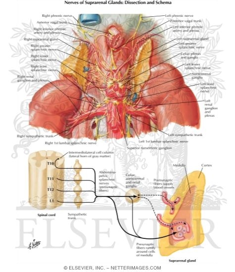 Watermarked preview of labeled image: Innervation of the Adrenal Glands