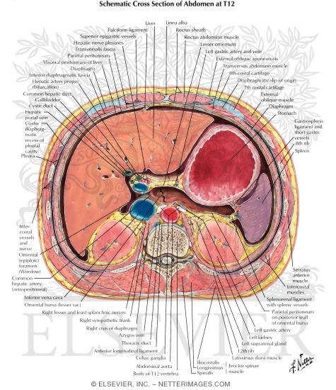 Peritoneum