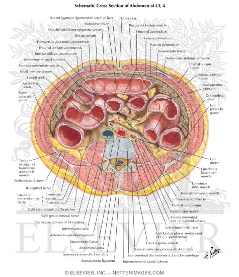 Peritoneum
Schematic Cross Section of Abdomen At L2, L3, and L4