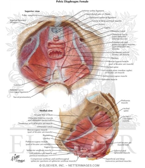 Atlas Of Human Anatomy 1st Edition