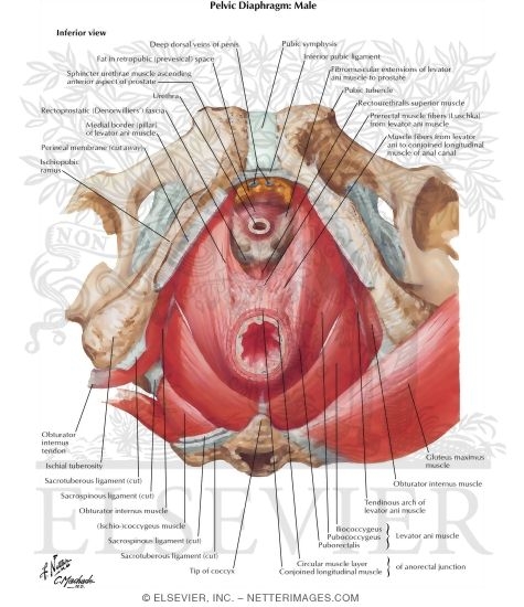 Anorectal Musculature
Pelvic Diaphragm: Male
The Levator Ani Muscle