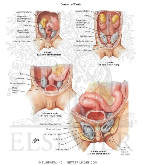 Watermarked preview of labeled image: Descent of Testis
Testis Descent Through Deep Body Wall