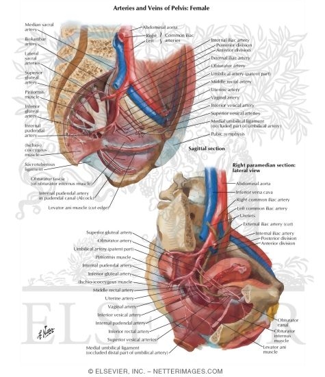 Watermarked preview of labeled image: Arteries and Veins of Pelvis: Female
Blood Supply of Pelvis II
