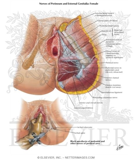 Innervation of External Genitalia and Perineum Nerves of ...