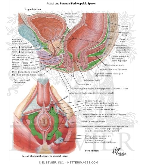 Watermarked preview of labeled image: Actual and Potential Perineopelvic Spaces
Pelvic Fascia and Perineopelvic Spaces
Perineopelvic Spaces